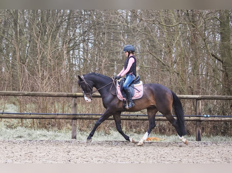 KWPN Caballo castrado 11 años 148 cm Castaño oscuro in Zuiddorpe