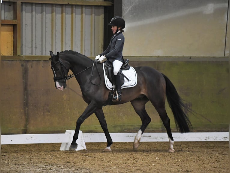 KWPN Caballo castrado 11 años 148 cm Castaño oscuro in Zuiddorpe