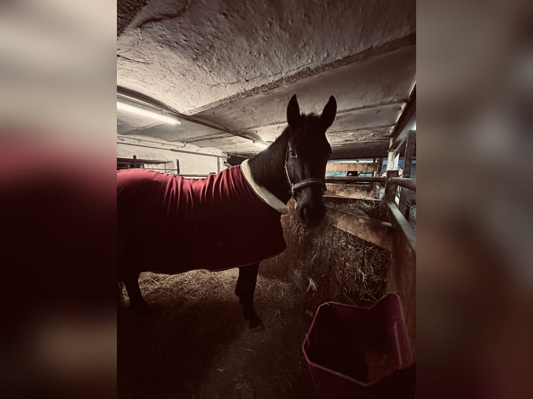 KWPN Caballo castrado 11 años 157 cm Negro in Wessobrunn