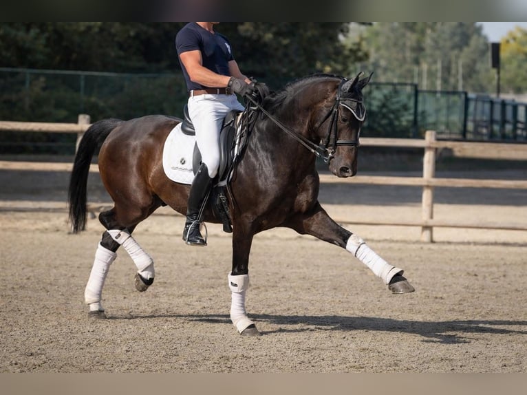 KWPN Caballo castrado 11 años 162 cm Castaño oscuro in Madrid