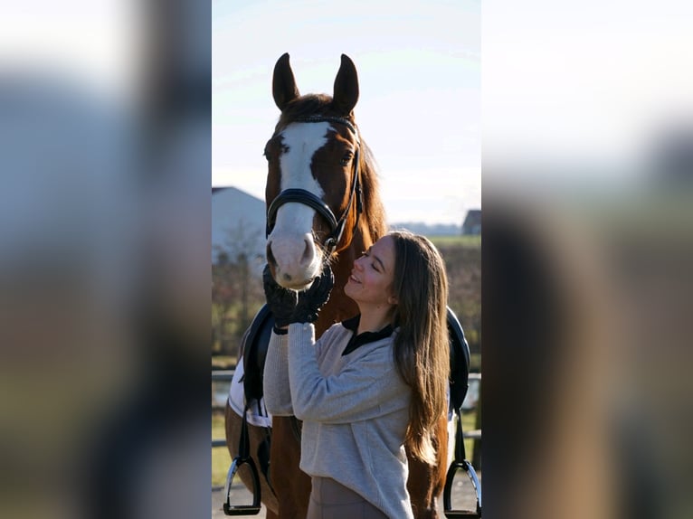 KWPN Mestizo Caballo castrado 11 años 164 cm Alazán-tostado in Waidhofen an der Thaya