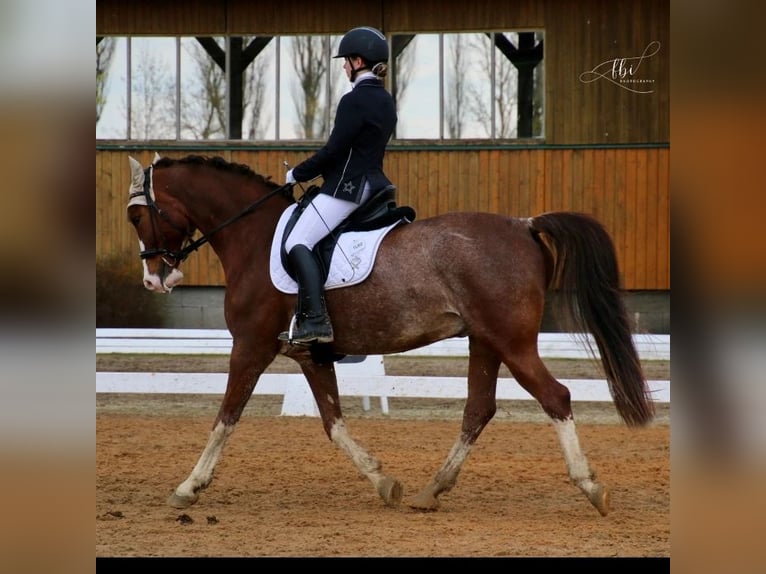 KWPN Mestizo Caballo castrado 11 años 164 cm Alazán-tostado in Waidhofen an der Thaya