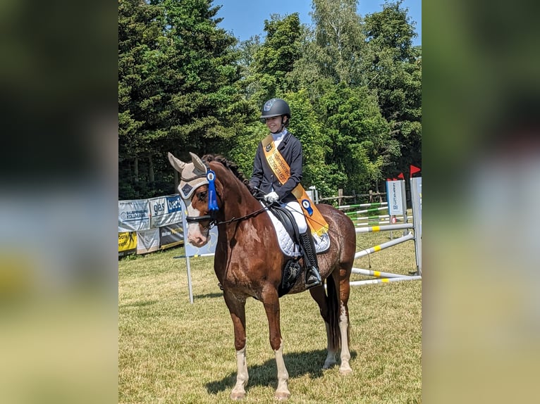 KWPN Mestizo Caballo castrado 11 años 164 cm Alazán-tostado in Waidhofen an der Thaya