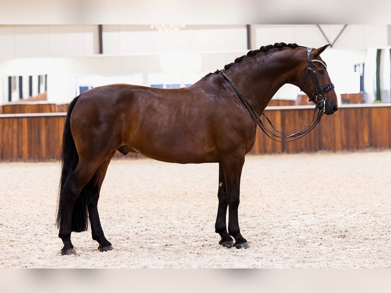 KWPN Caballo castrado 11 años 164 cm Castaño in Kwadijk