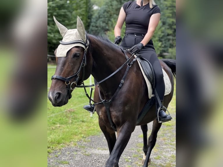 KWPN Caballo castrado 11 años 164 cm Morcillo in Göttingen