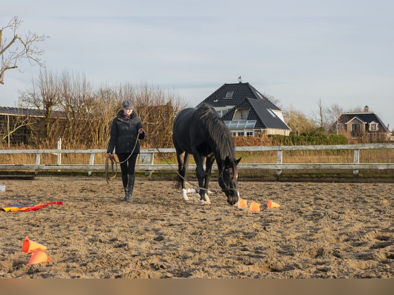 KWPN Caballo castrado 11 años 165 cm Morcillo in Akersloot