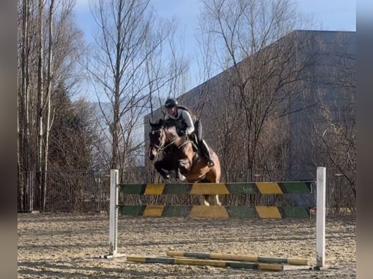 KWPN Caballo castrado 11 años 166 cm Castaño in Schlins