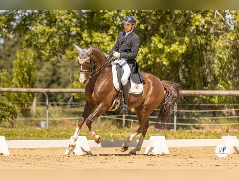 KWPN Caballo castrado 11 años 167 cm Alazán-tostado in Lansargues