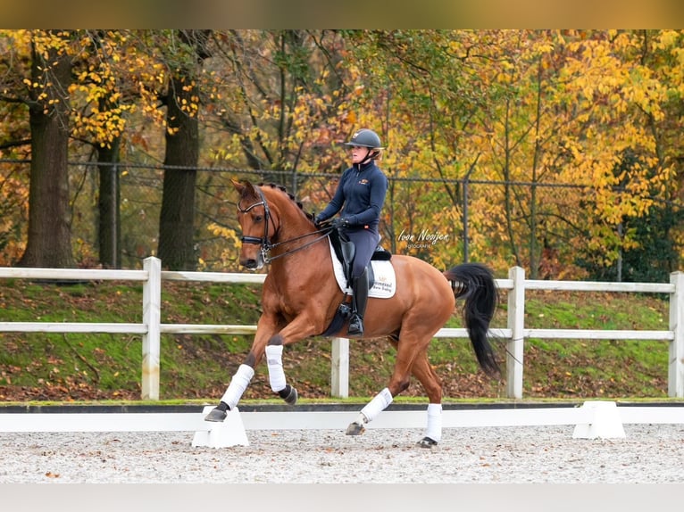 KWPN Caballo castrado 11 años 167 cm Castaño in Kessel