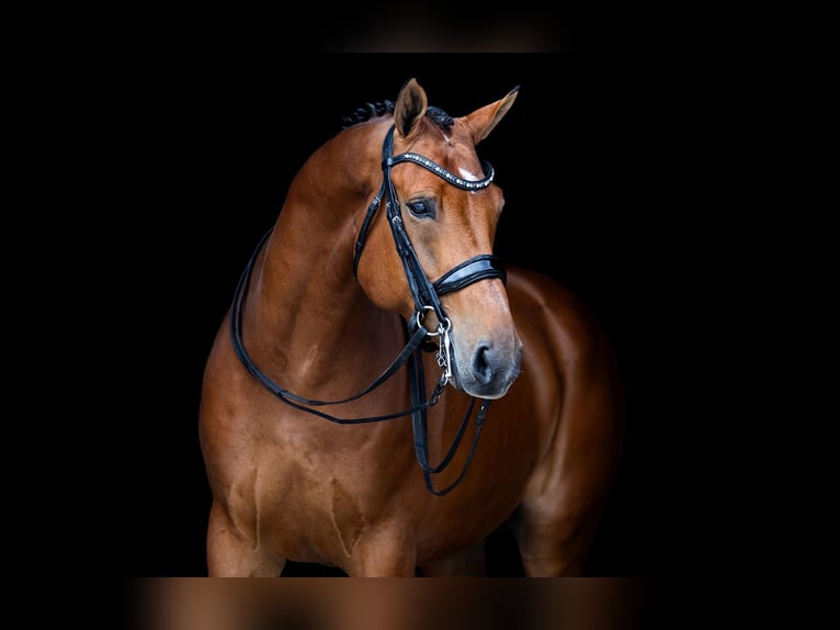 KWPN Caballo castrado 11 años 167 cm Castaño in Kwadijk