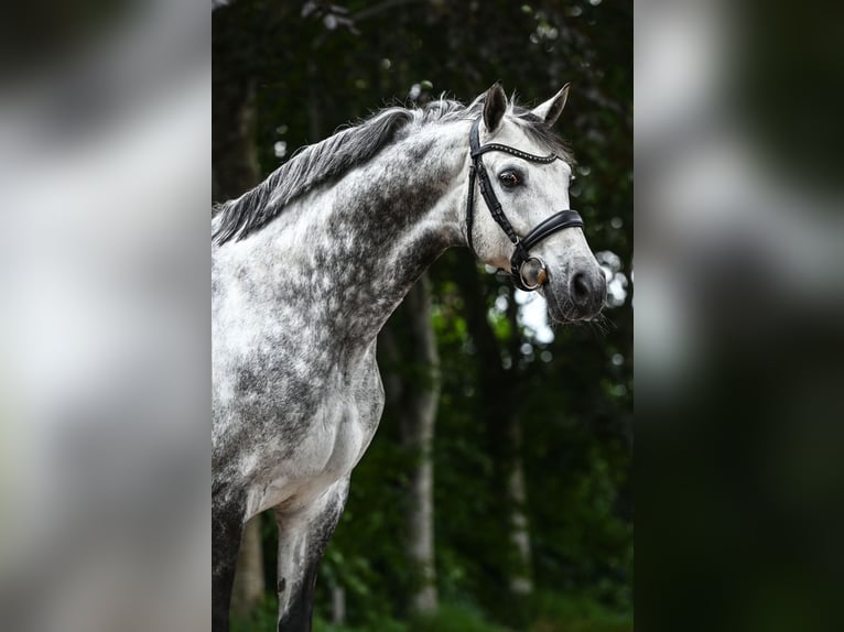 KWPN Caballo castrado 11 años 167 cm Tordo in Bergen op Zoom