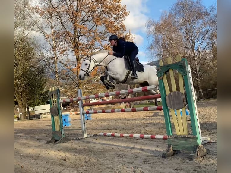 KWPN Caballo castrado 11 años 167 cm Tordo in Schlins