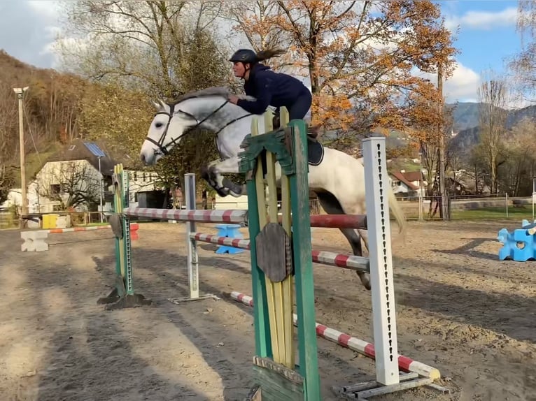 KWPN Caballo castrado 11 años 167 cm Tordo in Schlins