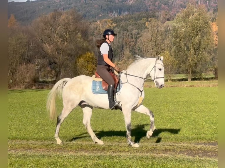 KWPN Caballo castrado 11 años 167 cm Tordo in Schlins