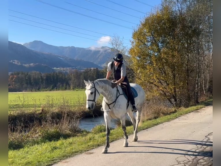 KWPN Caballo castrado 11 años 167 cm Tordo in Schlins