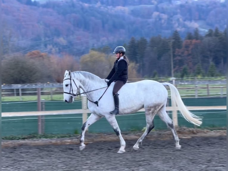 KWPN Caballo castrado 11 años 167 cm Tordo in Schlins