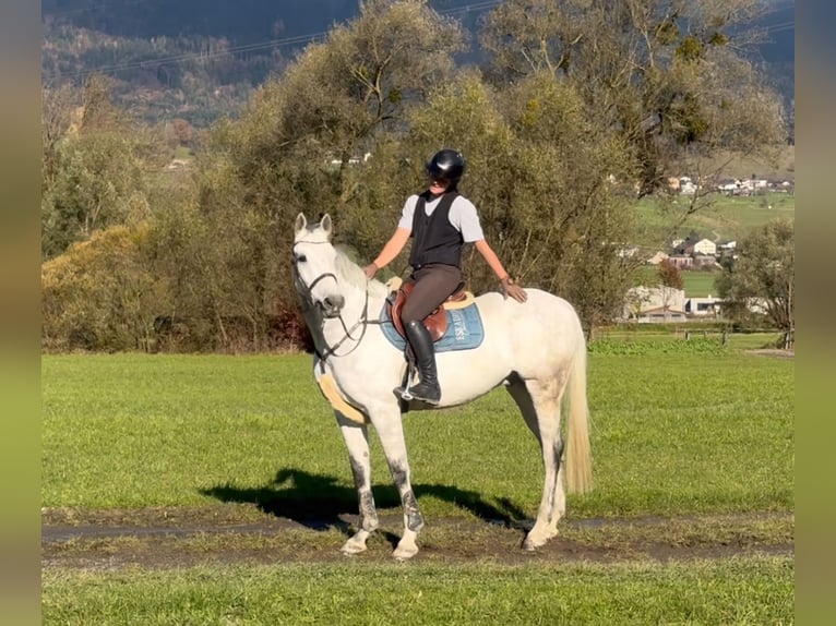 KWPN Caballo castrado 11 años 167 cm Tordo in Schlins