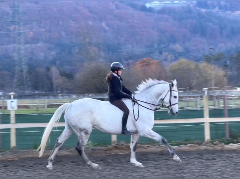 KWPN Caballo castrado 11 años 167 cm Tordo in Schlins