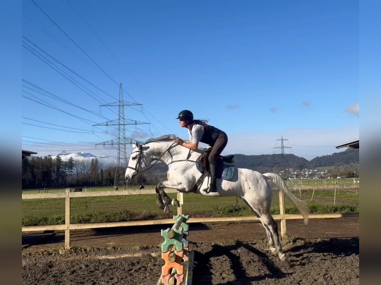 KWPN Caballo castrado 11 años 167 cm Tordo in Schlins