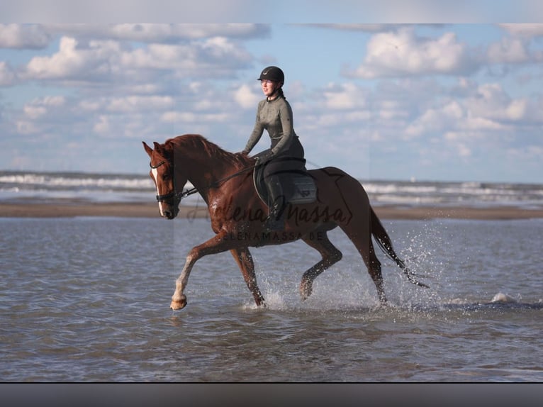 KWPN Caballo castrado 11 años 168 cm Alazán in Bornem