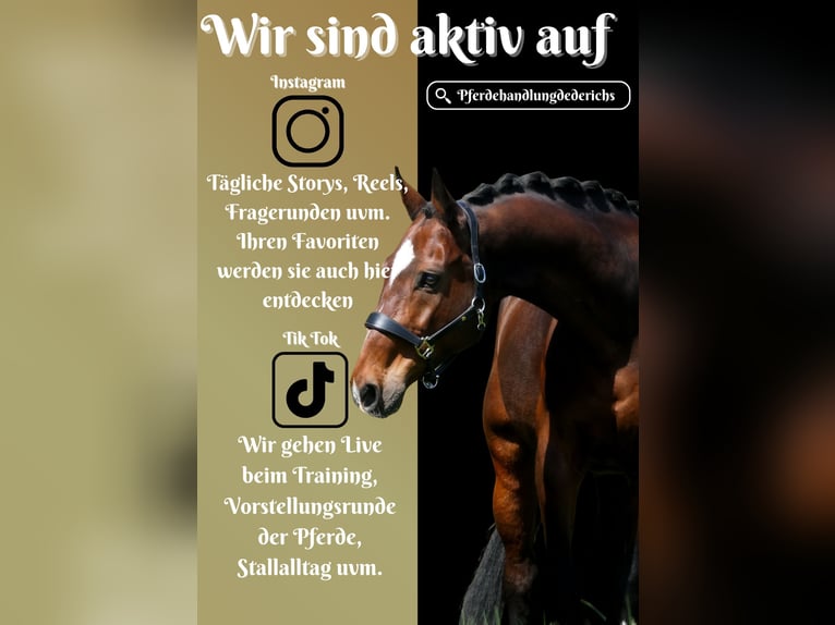 KWPN Caballo castrado 11 años 168 cm Castaño in Nettersheim