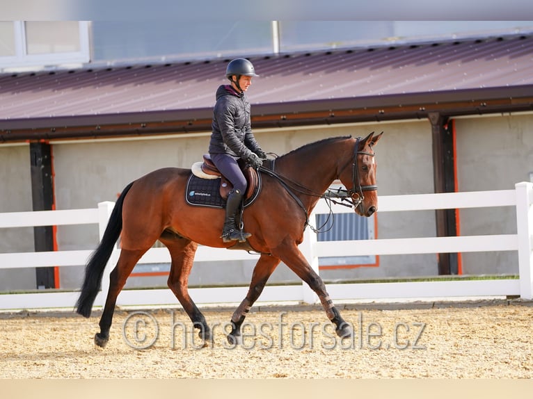 KWPN Caballo castrado 11 años 168 cm Castaño in Südlich von Prag
