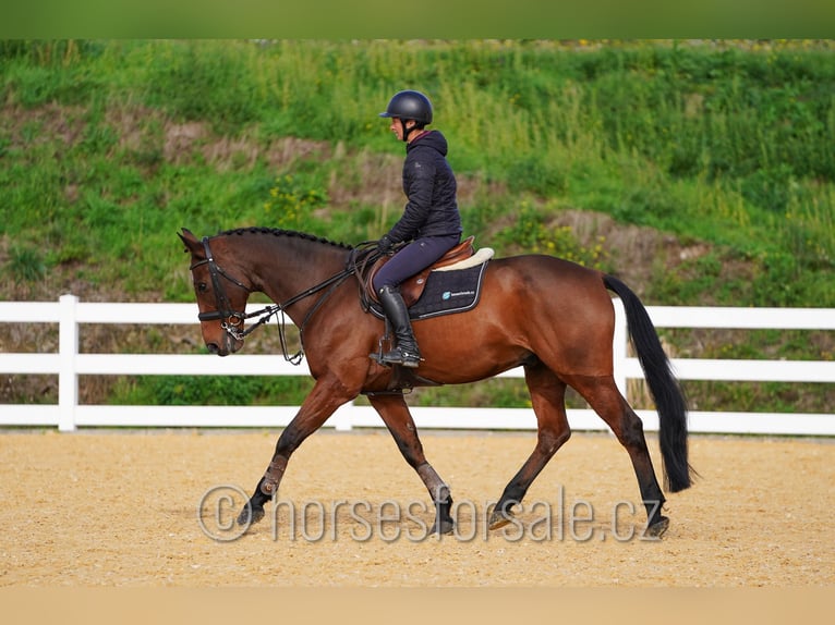 KWPN Caballo castrado 11 años 168 cm Castaño in Südlich von Prag