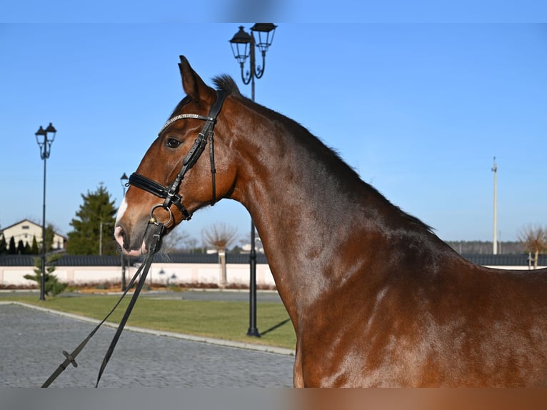 KWPN Caballo castrado 11 años 168 cm Castaño rojizo in Je&#x17C;&#xF3;w