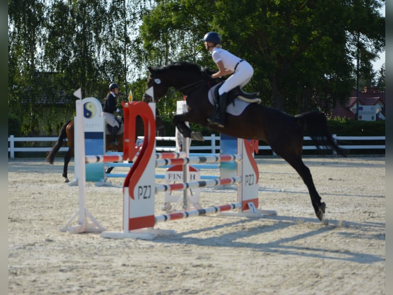 KWPN Caballo castrado 11 años 168 cm Morcillo in Konikowo