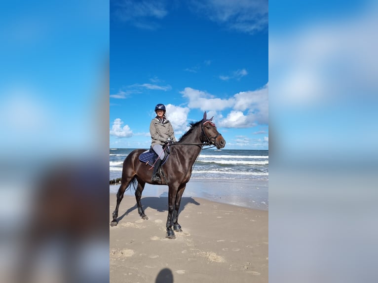 KWPN Caballo castrado 11 años 168 cm Morcillo in Konikowo