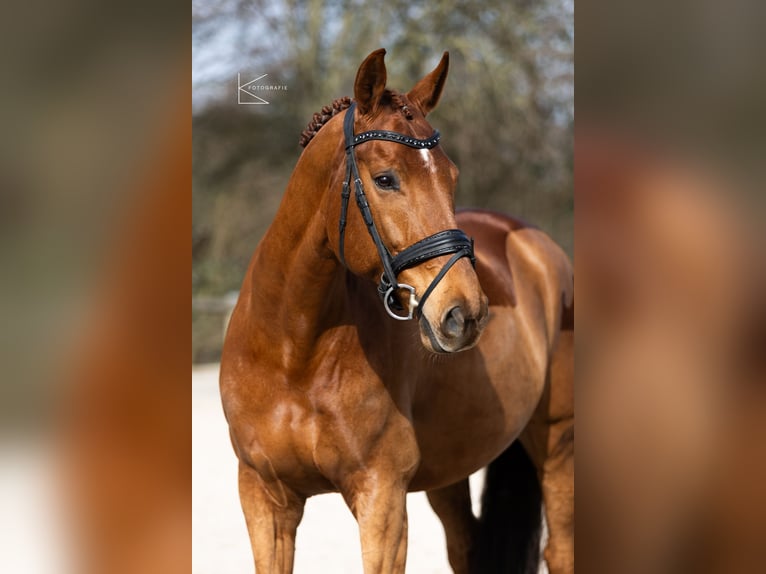 KWPN Caballo castrado 11 años 169 cm Alazán in Meerbusch