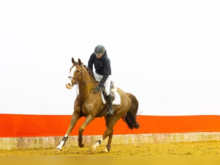 KWPN Caballo castrado 11 años 169 cm  in GROTE-BROGEL