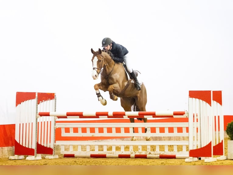 KWPN Caballo castrado 11 años 169 cm  in GROTE-BROGEL