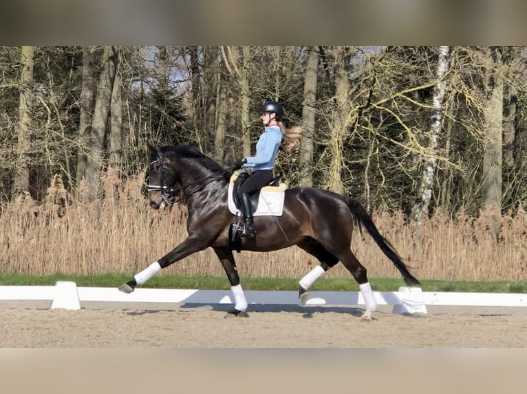 KWPN Caballo castrado 11 años 169 cm Morcillo in Bree