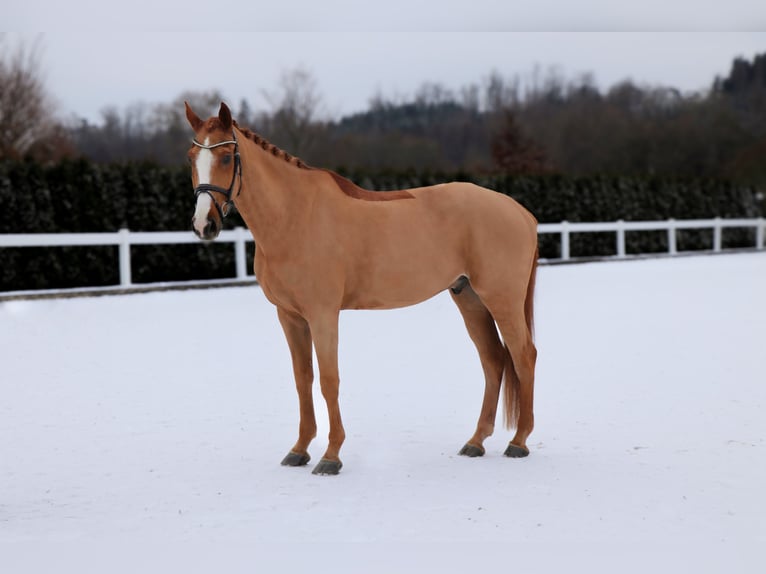 KWPN Caballo castrado 11 años 170 cm Alazán in Schwäbisch Hall