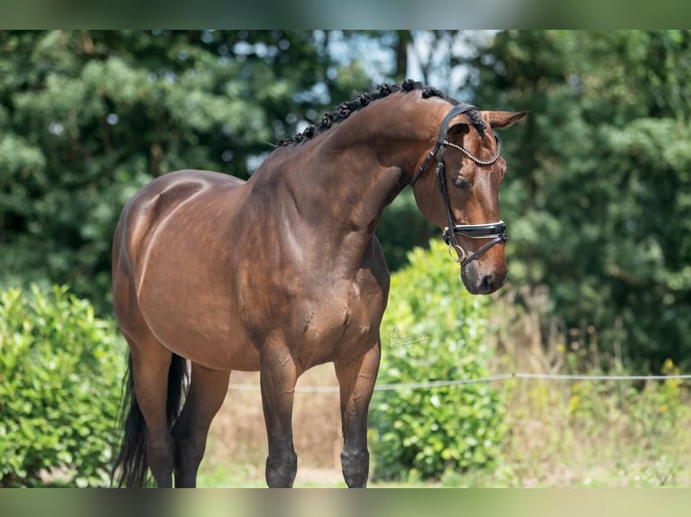 KWPN Caballo castrado 11 años 170 cm Castaño in Weert