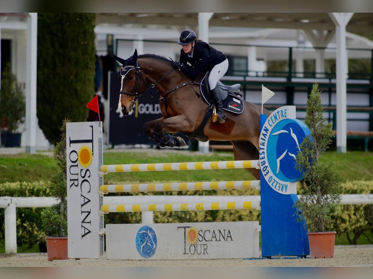 KWPN Caballo castrado 11 años 170 cm Castaño in Coltano