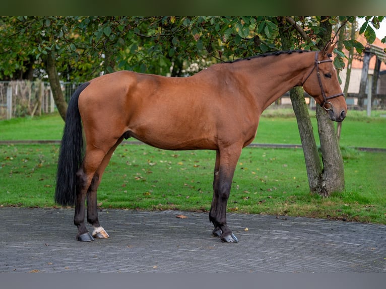 KWPN Caballo castrado 11 años 170 cm Castaño in GROTE-BROGEL