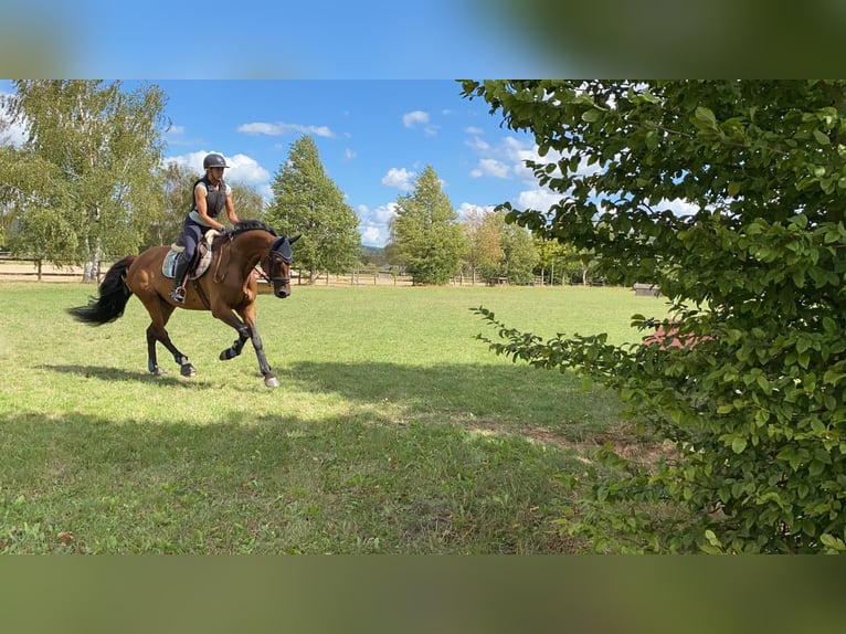 KWPN Caballo castrado 11 años 170 cm Castaño oscuro in Gießen