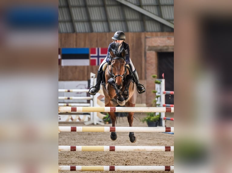 KWPN Caballo castrado 11 años 170 cm Castaño rojizo in tallinn