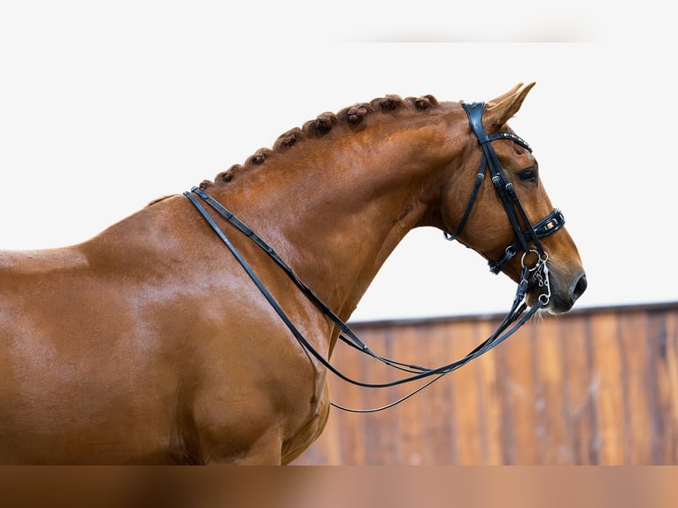 KWPN Caballo castrado 11 años 172 cm Alazán in Kwadijk