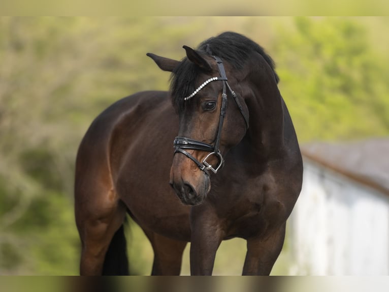 KWPN Caballo castrado 11 años 172 cm Castaño oscuro in Windhagen