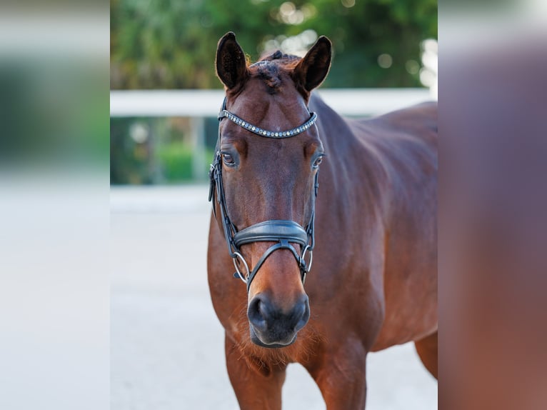 KWPN Caballo castrado 11 años 173 cm Castaño in Loxahatchee, FL
