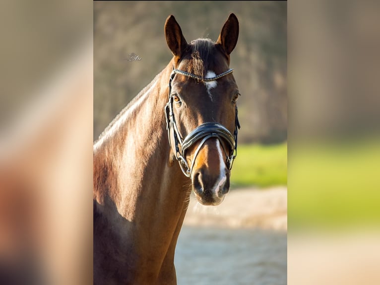 KWPN Caballo castrado 11 años 173 cm Castaño oscuro in Den Dungen