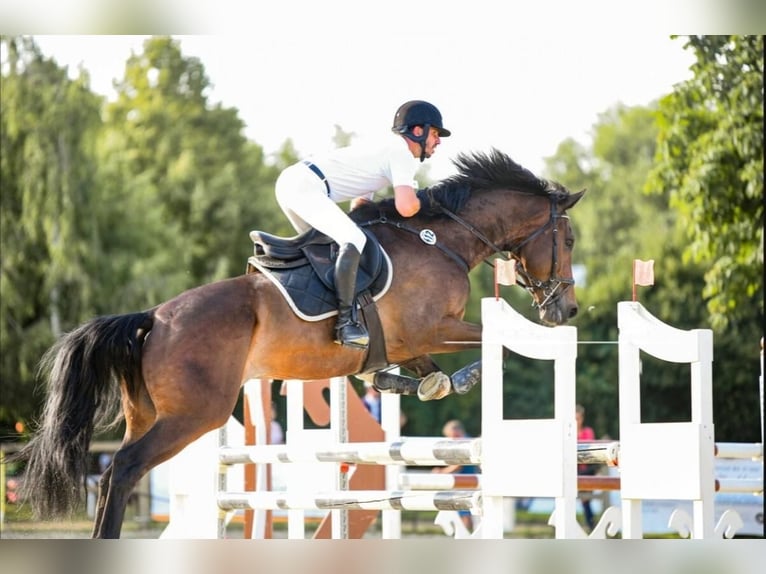 KWPN Caballo castrado 11 años 173 cm Castaño oscuro in Weiterstadt