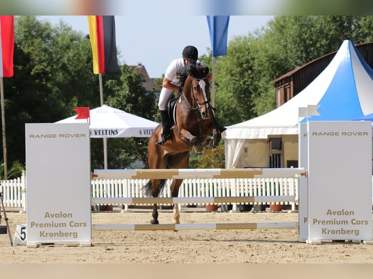 KWPN Caballo castrado 11 años 173 cm Castaño oscuro in Weiterstadt