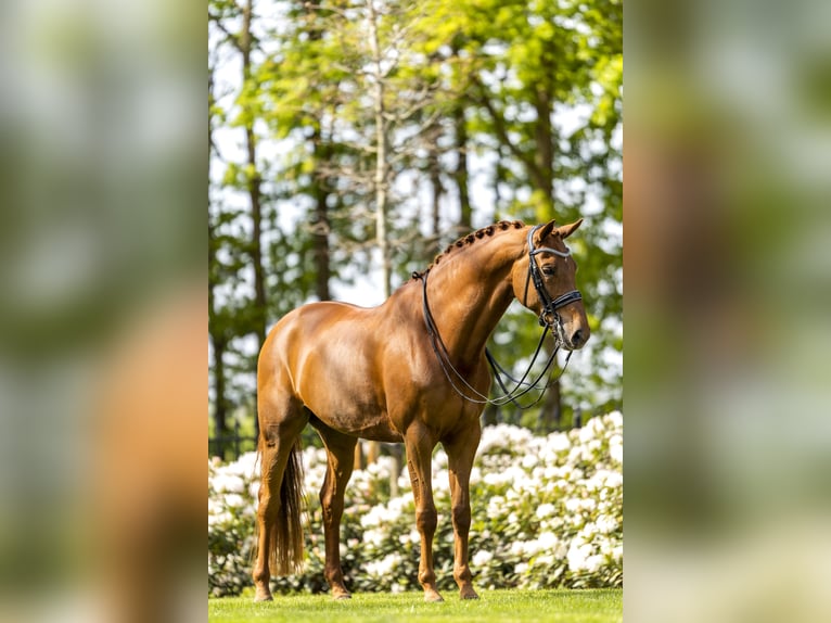 KWPN Caballo castrado 11 años 175 cm Alazán rojizo in Oud Gastel