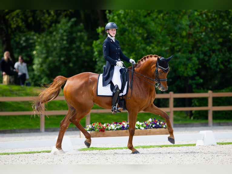 KWPN Caballo castrado 11 años 175 cm Alazán rojizo in Oud Gastel