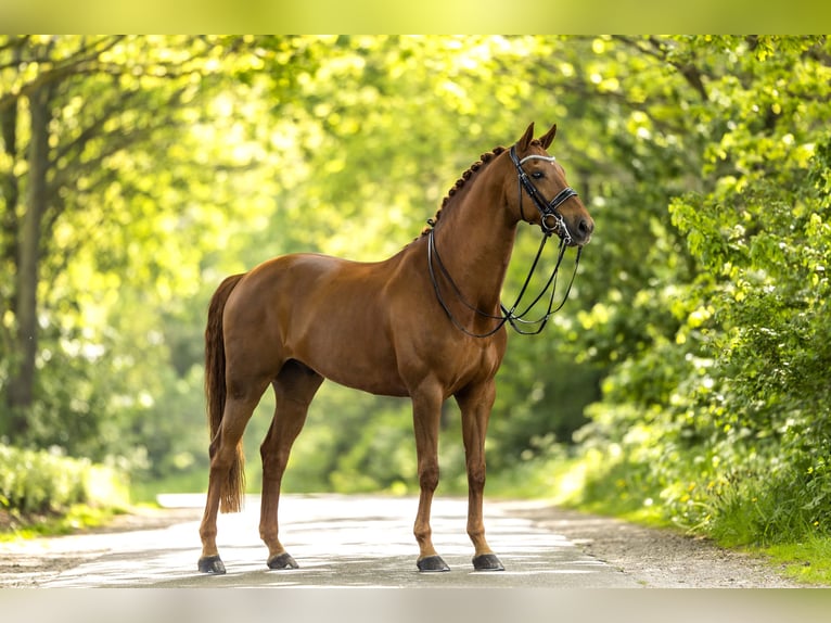 KWPN Caballo castrado 11 años 175 cm Alazán rojizo in Oud Gastel