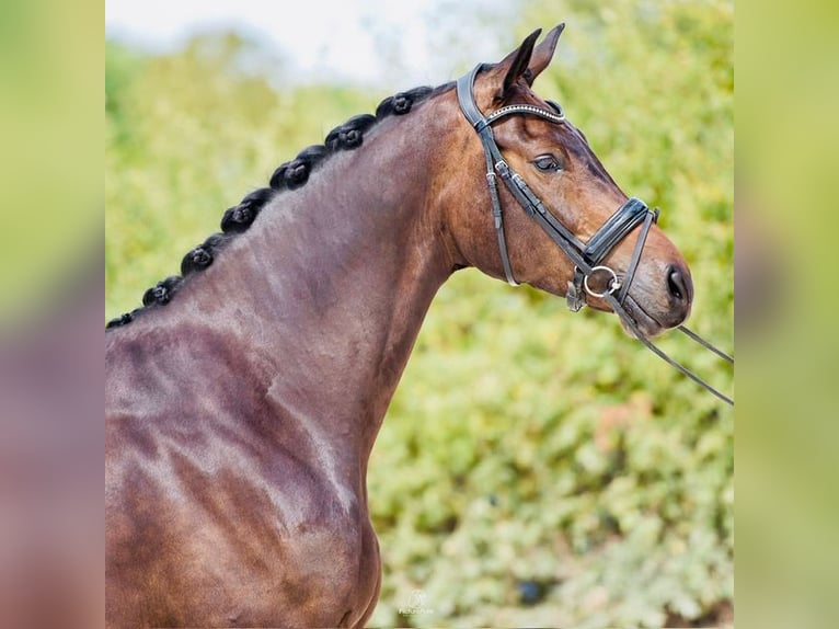 KWPN Caballo castrado 11 años 175 cm Castaño in Rheinfelden